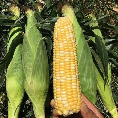 云南新鲜玉米现摘带皮水果甜玉米玉米棒子包谷黄金玉米10斤包邮图3