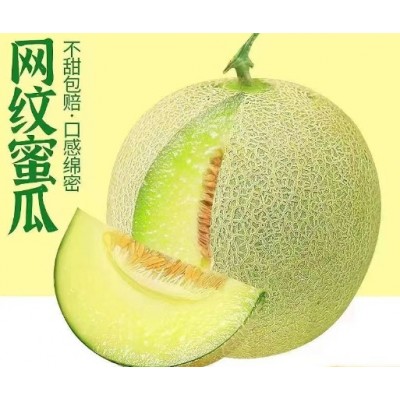 网纹瓜多汁当季清甜蜜瓜冰淇淋甜瓜新鲜哈密瓜专属于农场直发包邮图3
