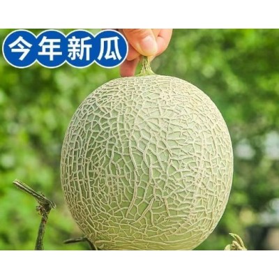 网纹瓜多汁当季清甜蜜瓜冰淇淋甜瓜新鲜哈密瓜专属于农场直发包邮图2