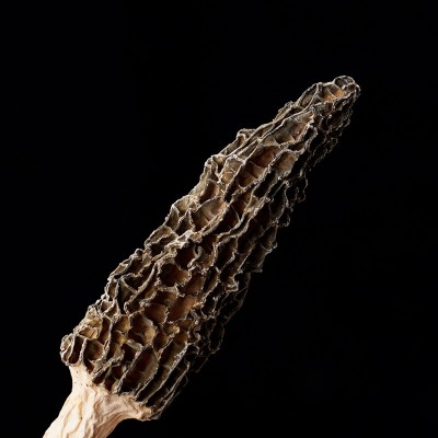 羊肚菌干货 特产菌菇 煲汤食材 现货批发 营养丰富 馈赠佳品图2