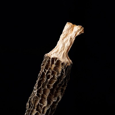 羊肚菌干货 特产菌菇 煲汤食材 现货批发 营养丰富 馈赠佳品图4