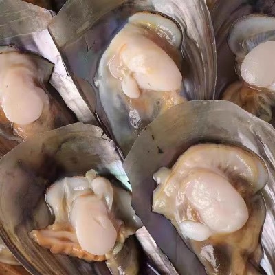 半壳冷冻带子免清理半壳带江瑶贝海带子绿贝海鲜烧烤食用带子商用图3
