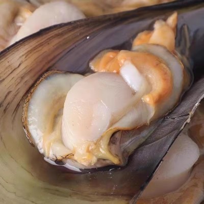 半壳冷冻带子免清理半壳带江瑶贝海带子绿贝海鲜烧烤食用带子商用图4