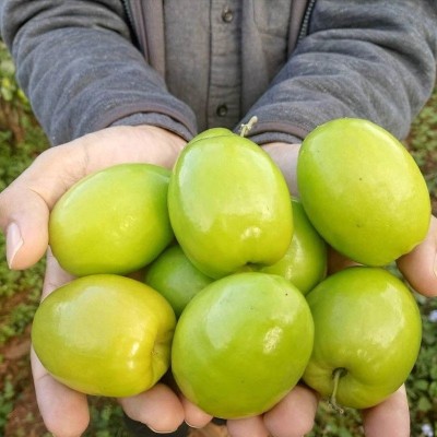 青枣牛奶大青枣新鲜枣现摘现发贵妃枣蜜枣新鲜水一件代发跨境厂家图2
