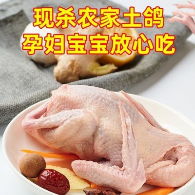 鸽子肉顺丰速十只现杀乳鸽嫩鸽老鸽滋补富硒乳鸽粮喂养新鲜煲汤图3