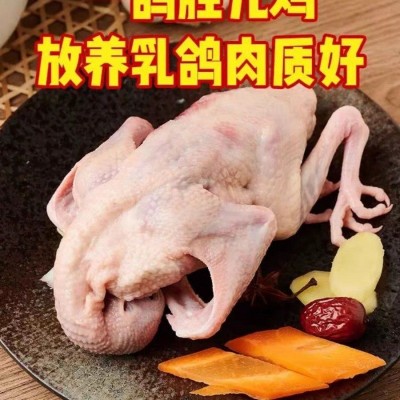 鸽子肉顺丰速十只现杀乳鸽嫩鸽老鸽滋补富硒乳鸽粮喂养新鲜煲汤图2