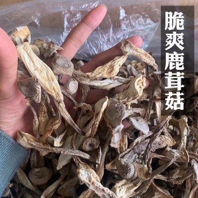 鹿茸菇干货500g鹿茸菌云南特产食用菌菇煲汤料香菇批发代发图2