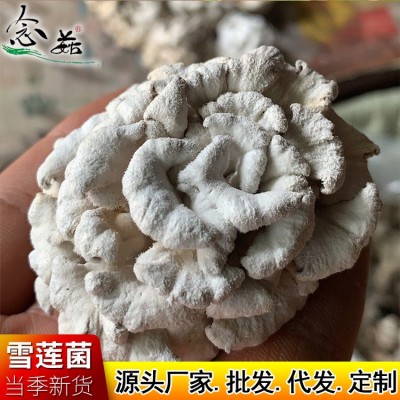 云南食用菌 雪莲菌白参菌1kg 雪莲整朵规格品质齐全厂家走量批发