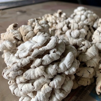 云南食用菌 雪莲菌白参菌1kg 雪莲整朵规格品质齐全厂家走量批发图2