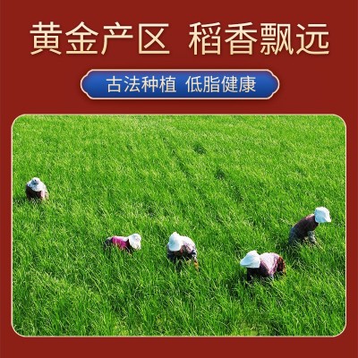 泰那兰泰国清莱府茉莉香米10斤原粮进口猫牙米泰国长粒香大米新米图3