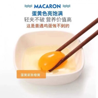 富硒无抗鸡蛋定制30枚贴牌代工图3