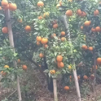 椪柑橘子 新鲜沃柑 蜜橘水果 当季整箱供应 果园大量出售图4