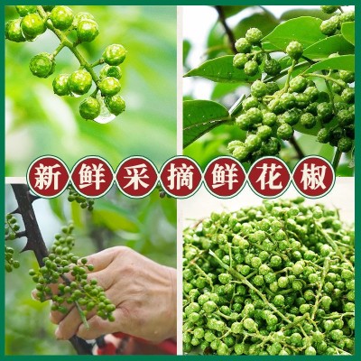 重庆保鲜青花椒350g新鲜青花椒鲜藤椒冷冻鲜花椒麻椒家用商用批发图2