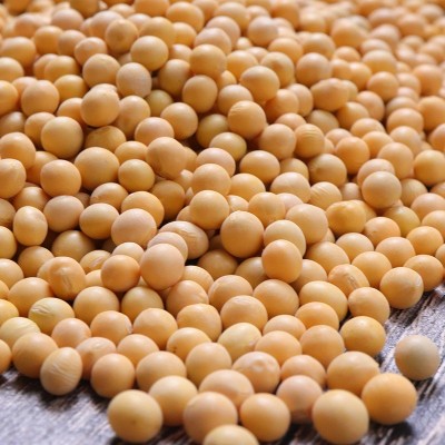 厂家直销东北大豆现货真空装黄豆批发非转基因大粒豆子打豆浆杂粮图2