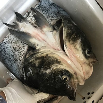 整箱冷冻鲢鱼头剁椒鱼头淡水鱼花鲢活杀净膛商用餐饮酒店半成品图4