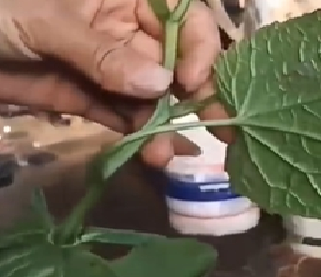黄瓜用什么生根肥好？可以使用根腾活菌爆根，白根多