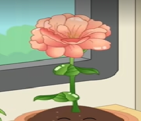 种植芍药为什么不能露芽