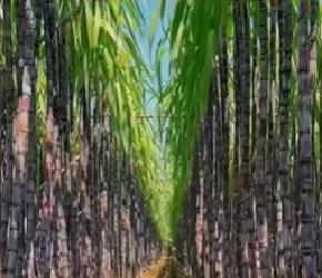 甘蔗的种植方法，看完你也能学会！