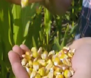 关于玉米怎么种植的话题