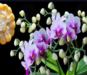 小小玉米也能做花肥，让兰花开满枝头！