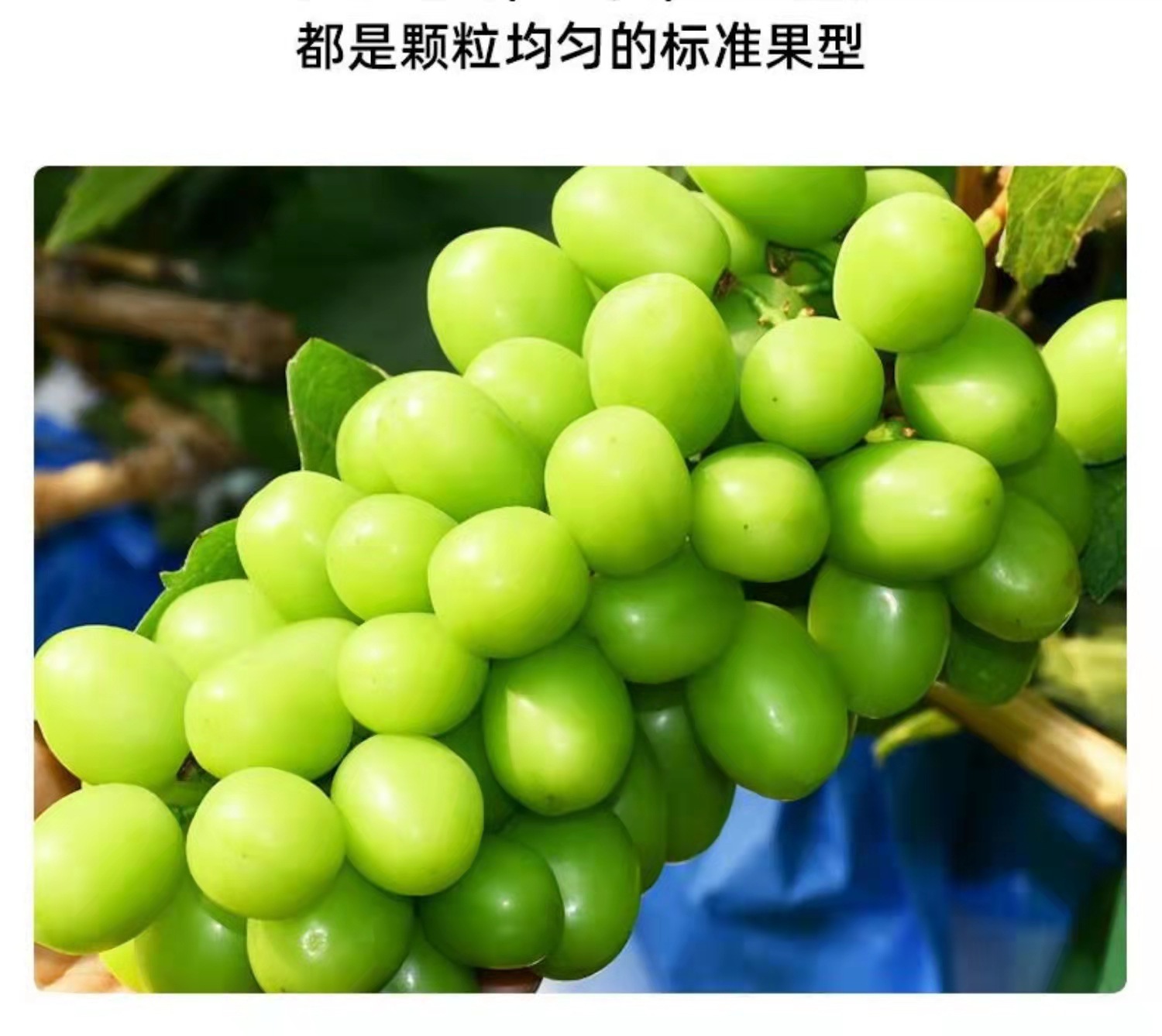 317e3085b8355108460ebf88d00bc2