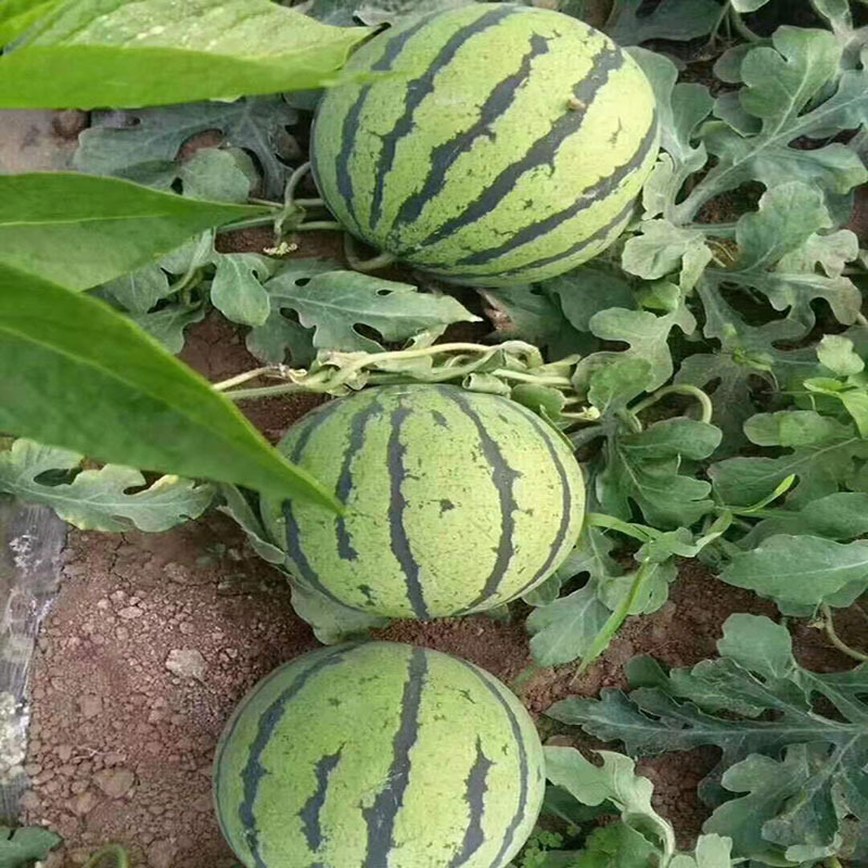 微信图片_20210510141859