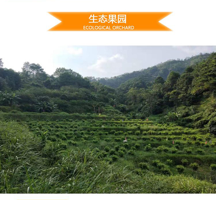 武鸣沃柑