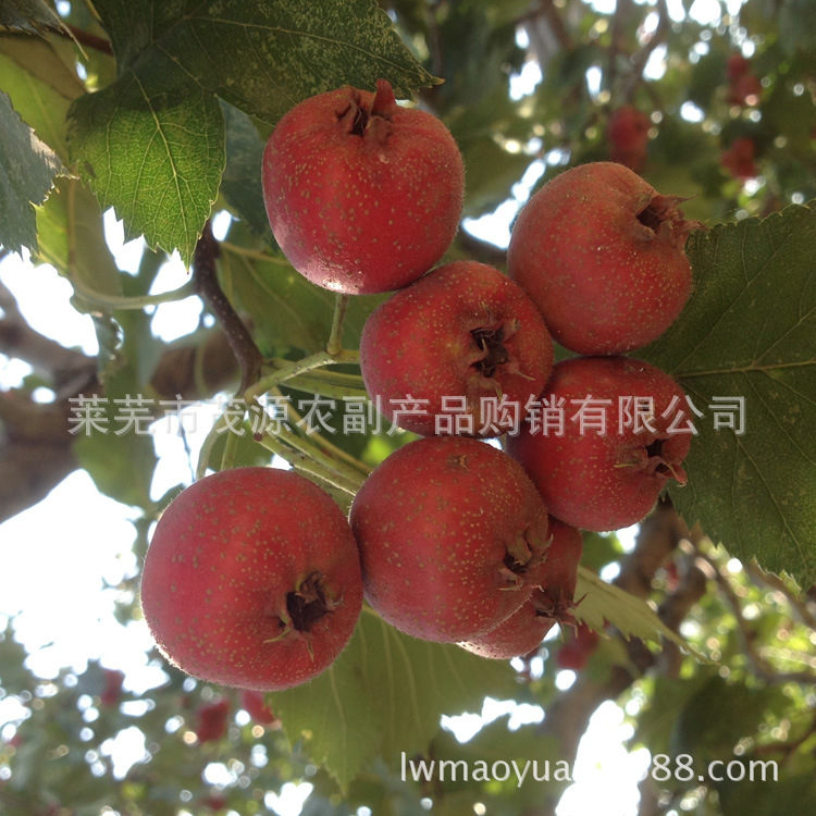 照片 155