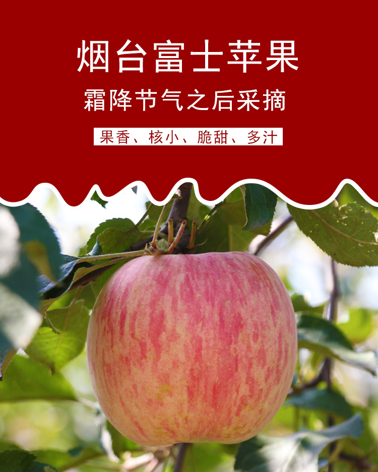 红富士-85#-5斤泡沫盒装_01
