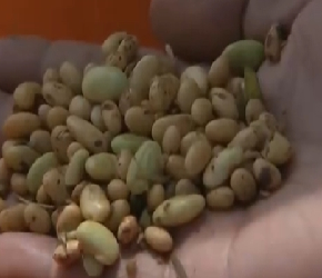 江西大豆复合种植单产提升示范效果良好