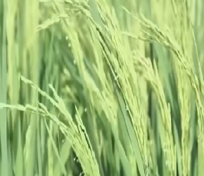 非洲土地肥沃，为什么不种植水稻小麦？却种了2亿吨木薯
