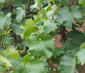 葡萄树的寿命大概有多长时间？