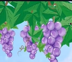 葡萄树要剥皮？