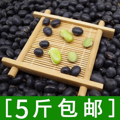 东北特产绿仁绿心大黑豆 豆浆专用豆 个大饱满500g厂家直销图4