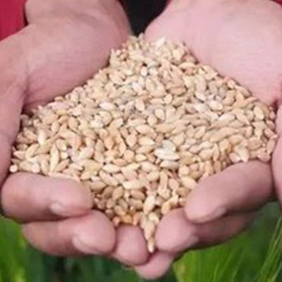 新货青稞米低温烘焙工厂现货批发青海特产青稞米五谷杂粮代餐粗粮图4