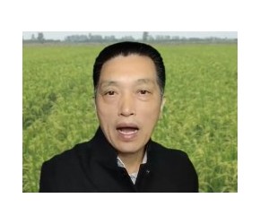 水稻钻心虫，如何打？一看便知道