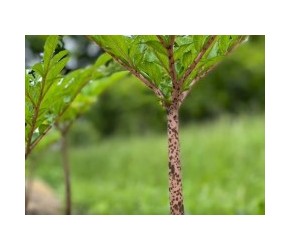 魔芋的一生｜现代农业种植和收获蒟蒻