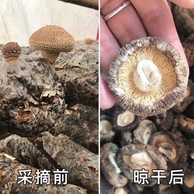 椴木大花菇干货500g散装山货茶花菇产地西峡香菇冬菇菌菇蘑菇图4