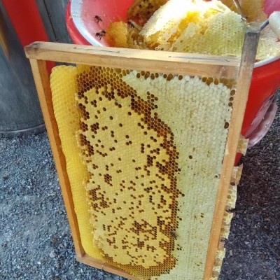 鸭脚木蜂蜜 冬蜜一件代发 农家蜂蜜供应批发 土蜂蜜 冬蜜鹅掌柴花图2