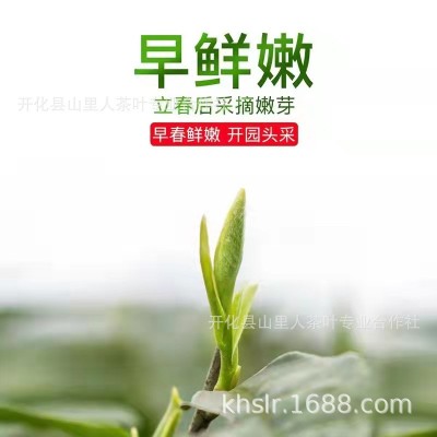2024新茶浙江绿茶特级开化龙顶明前茶雀舌毛尖100g原产地茶叶样品图2
