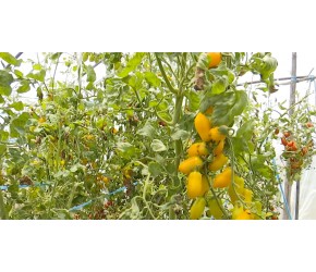 小联圩：深耕番茄种植 走出特色乡村振兴之路