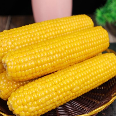 东北黄糯玉米十根 粘糯玉米真空包装整箱玉米棒加热即食代发批发图5