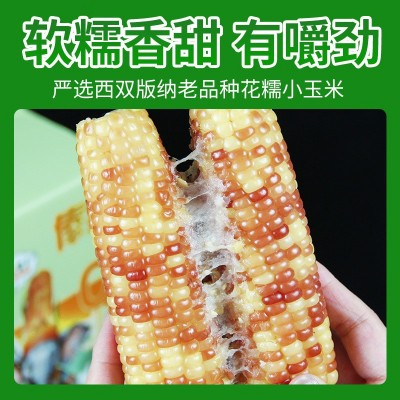 花糯小玉米西双版纳甜糯玉米包谷独立包装当季新鲜采摘真空装即食图2