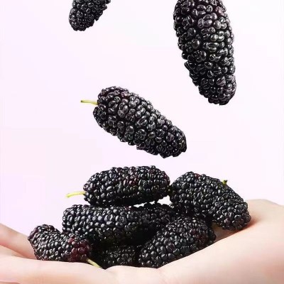严选四川黑桑葚干无沙新货椹子干批发250g 大颗粒桑葚泡水滋补桑图5