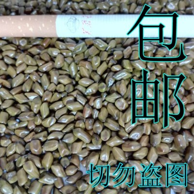 10斤装/件 生草决明 游乐场决明子 决明子玩具沙图3