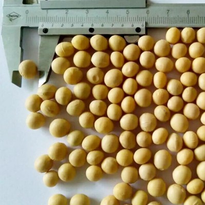 产地工厂 现货直发 292特大黄豆 东北大豆 高蛋白大黄豆图2