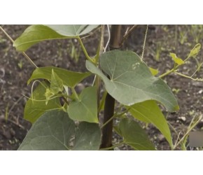 现代农业之——佛手瓜的栽培、收获与食用