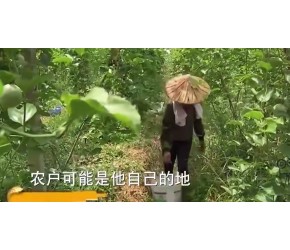 男子和村民合种百香果，带动村民增收，年销售额3000万元