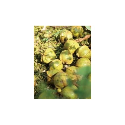【红叶食品】临安少糖山核桃仁原味小胡桃仁肉散装批发10斤/箱图3