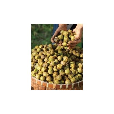 【红叶食品】临安少糖山核桃仁原味小胡桃仁肉散装批发10斤/箱图5